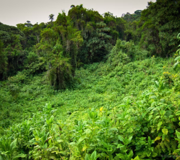 National Parks in Burundi: A Complete Guide