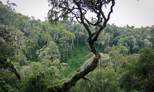 Mount Karisimbi2
