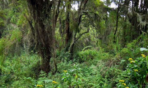 Mount Karisimbi22