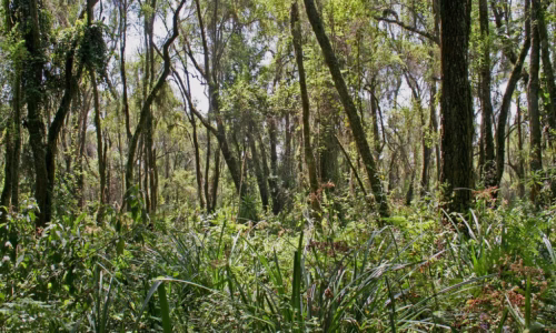 Mount Karisimbi3