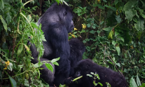 Mount Karisimbi88