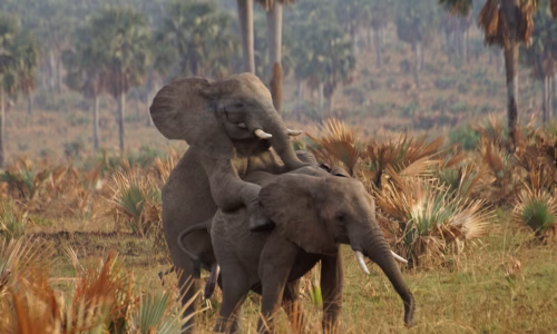 Murchison Falls Luxury Wildlife Safari