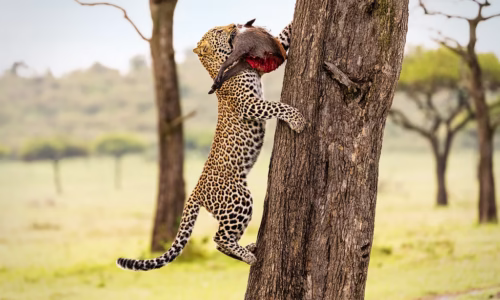 Naboisho Conservancies