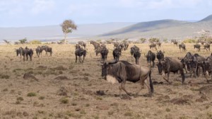 Is Tanzania Safe for Tourists? Everything You Need Is Tanzania Safe for Tourists? Everything You Need