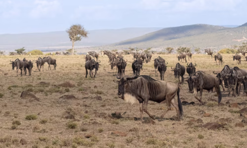 Naboisho Conservancies
