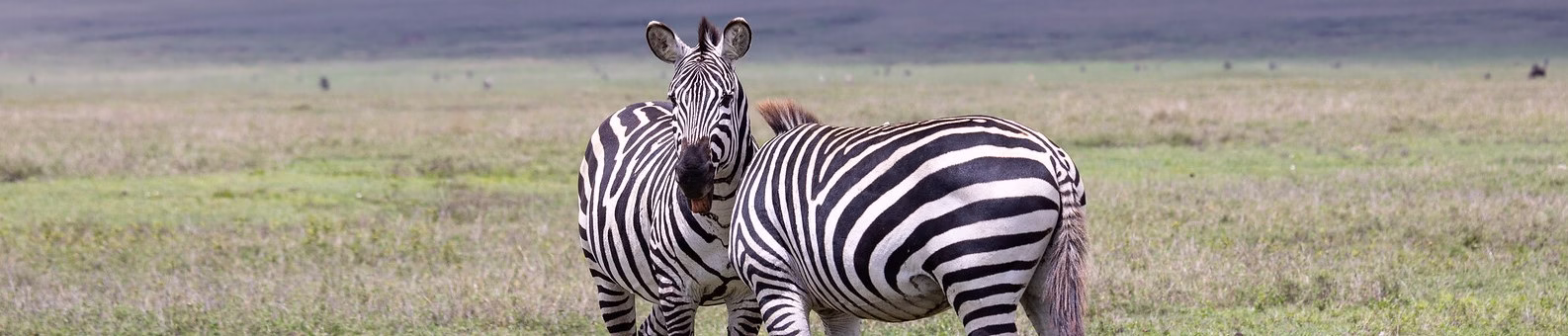 Tanzania Safaris