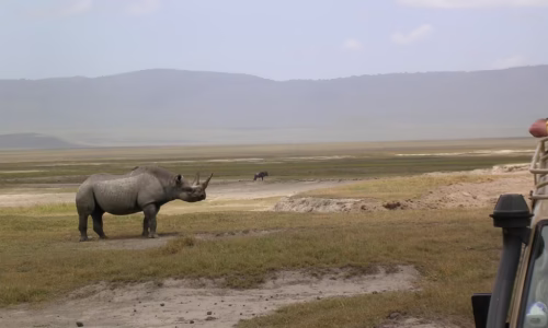 Ngorongoro wild life