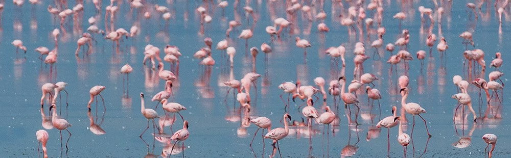 Uganda Safaris