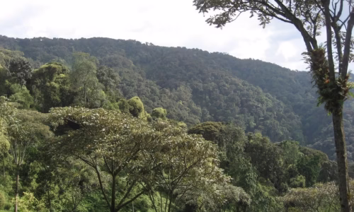 Nyungwe