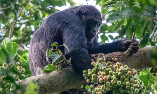 Nyungwe Chimpanzee