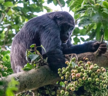 East Africa Chimpanzee Safari Packages: The Ultimate Guide