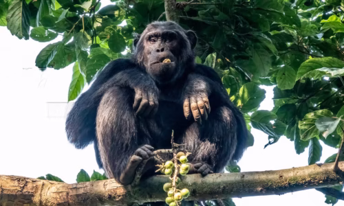 Nyungwe Chimpanzee