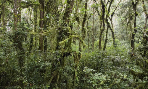 Nyungwe Forest