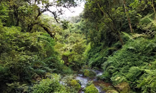Nyungwe Forest