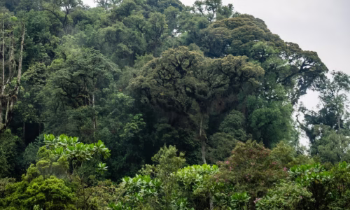 Nyungwe Forest National Park