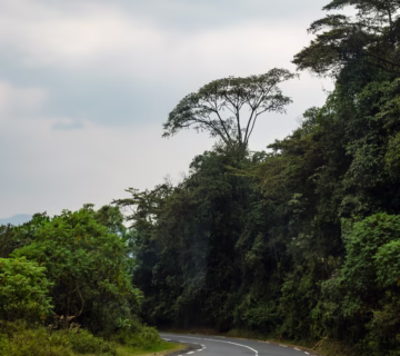 Rwanda Chimpanzee Safari Cost: Complete 2026 Guide