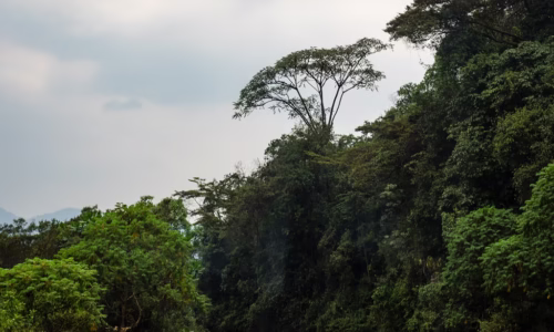 Nyungwe Forest National Park