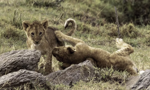 Ol Kinyei Conservancy