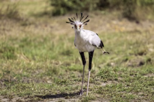 Ultimate Guide to Wild Animals Found in Tanzania Africa Ultimate Guide to Wild Animals Found in Tanzania Africa