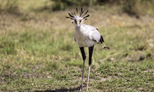 Ol Kinyei Conservancy