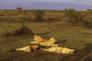 Where to do night game drives in Uganda Where to do night game drives in Uganda