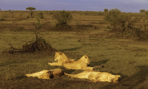 Ol Kinyei Conservancy