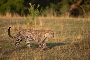 Ultimate Guide to Wild Animals Found in Tanzania Africa Ultimate Guide to Wild Animals Found in Tanzania Africa