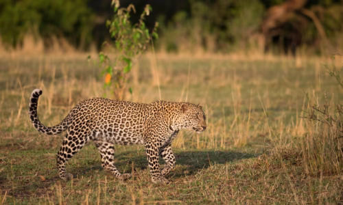 Olare Motorogi Conservancy