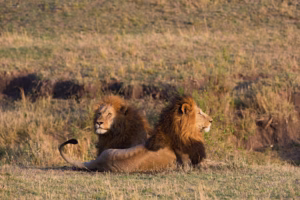 10 Reasons Rwanda Should Be on Your Bucket List Destination