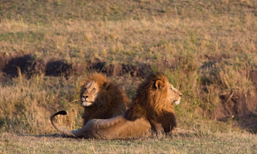 Olare Motorogi Conservancy
