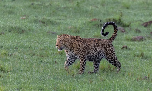 Olare Motorogi Conservancy