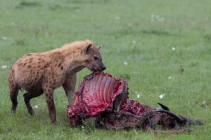 Are Hyenas Dogs or Cats? A Simple Scientific Explanation Are Hyenas Dogs or Cats? A Simple Scientific Explanation