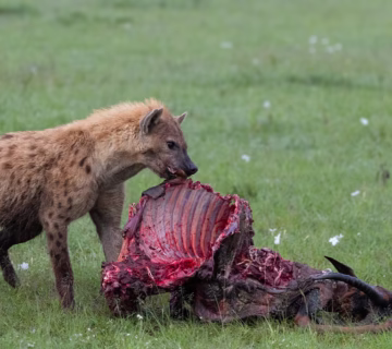 Hyenas Really HuntScientific Explanation
