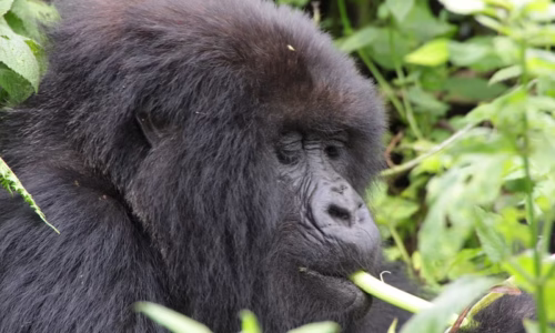 Primate Safari