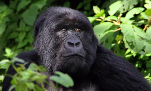 Primates Trekking Safari