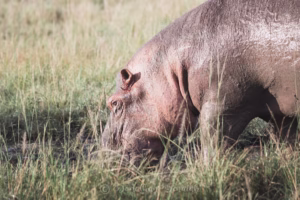Compare Uganda Safari Packages: The Ultimate Guide Compare Uganda Safari Packages: The Ultimate Guide