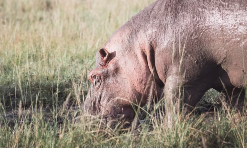 Queen Elizabeth National Park.