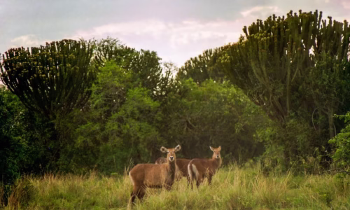 Queen Elizabeth National Park