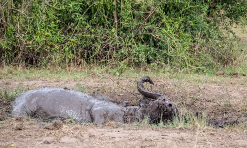 Queen Elizabeth National Park123