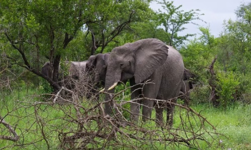 Queen Elizabeth Wildlife Safari