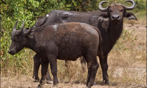 Queen Elizabeth Wildlife Safari