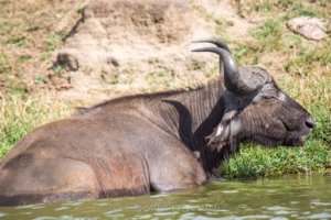Queen Elizabeth National Park Packages: The Ultimate Guide Queen Elizabeth National Park Packages: The Ultimate Guide