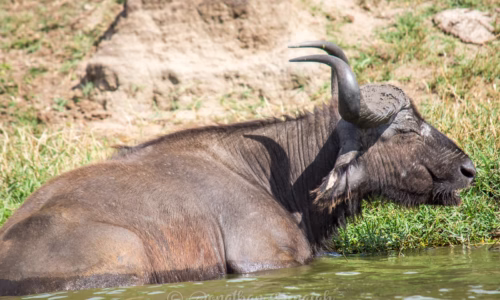 Queen Elizabeth Wildlife Safari