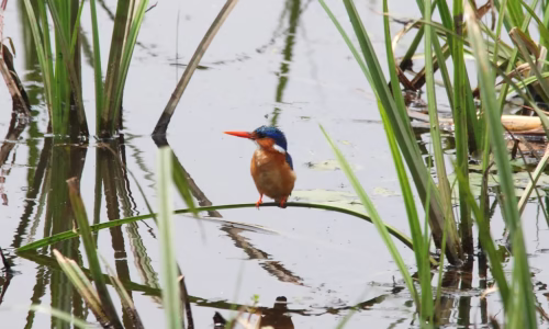Rugezi Swamp