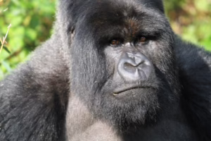 Best Gorilla Trekking Holidays with Expert Local Guides: