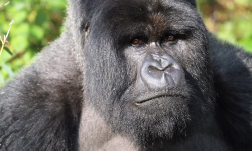 Rwanda Luxury Gorilla1