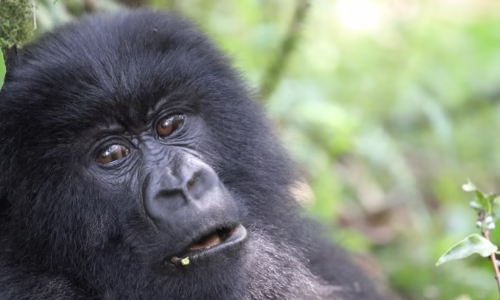 Rwanda Luxury Gorilla2