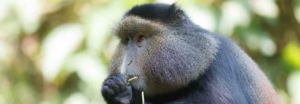 Can Monkeys Swim? A Simple Guide to Monkey Swimming Can Monkeys Swim? A Simple Guide to Monkey Swimming