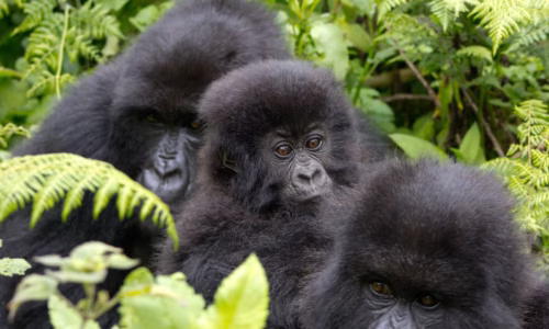 Rwanda Primates2