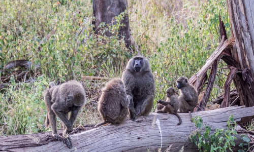 Samburu National Reserve